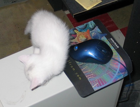 cat-and-mouse-2