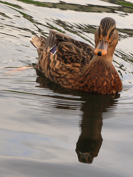 duck-reflection