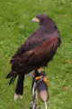 harris-hawk