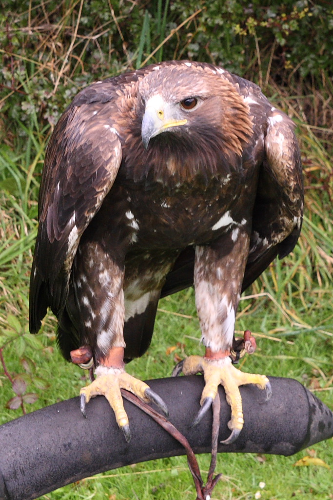 golden-eagle