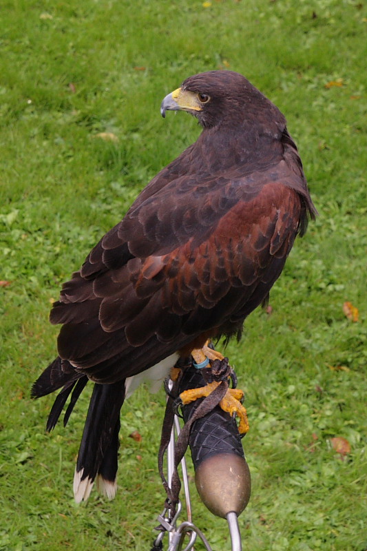 harris-hawk