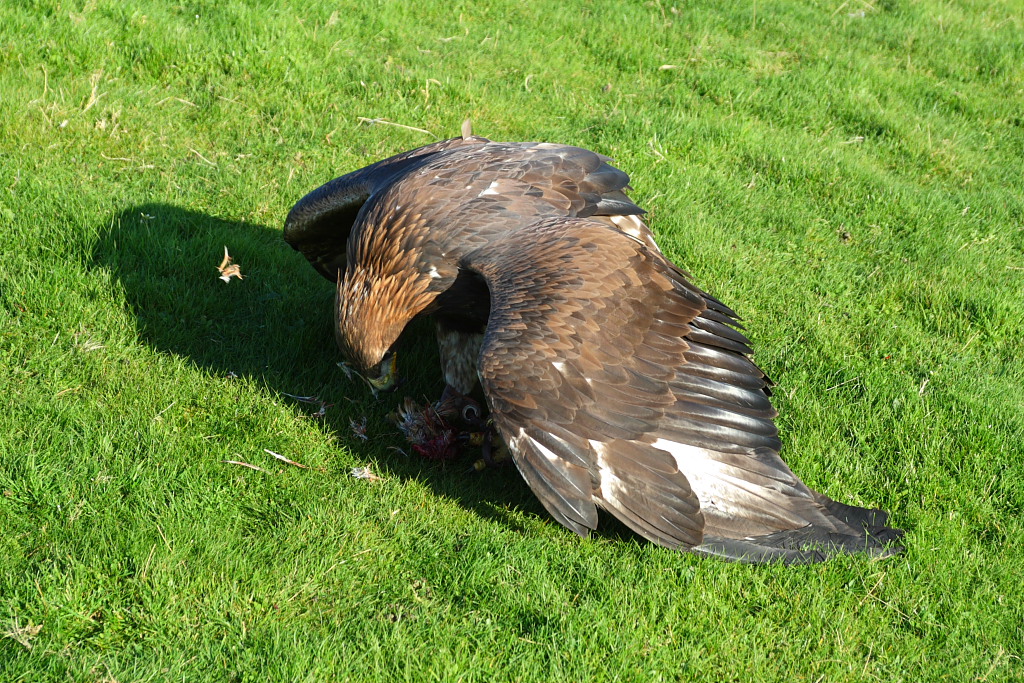 golden-eagle-eating-quail-01