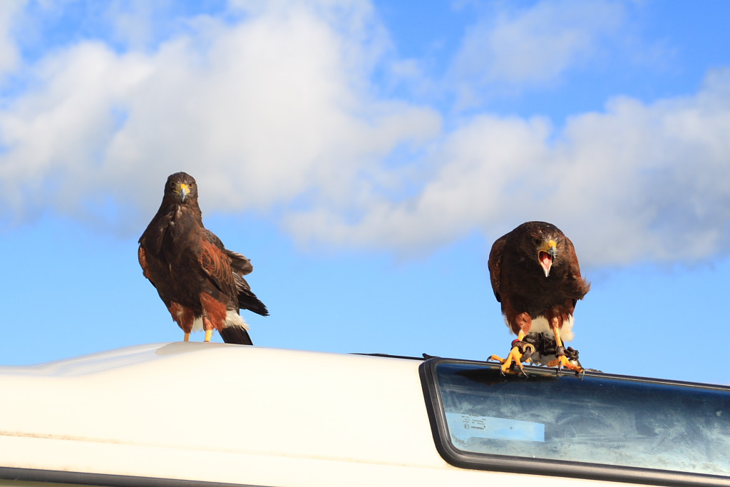 harris-hawks